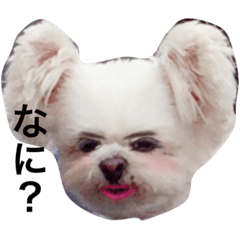 [LINEスタンプ] ふぅさんのライフスタイル