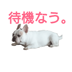 [LINEスタンプ] フレンチブルドッグ ぶんた②
