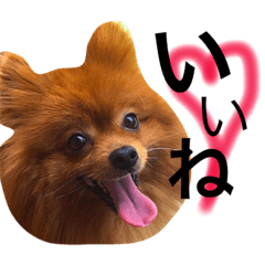 [LINEスタンプ] ポメラニアンのうにと仲間たち