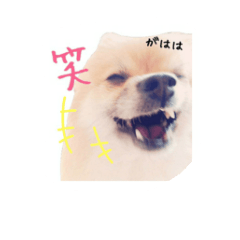 [LINEスタンプ] 表情豊かなポメちゃんスタンプ2