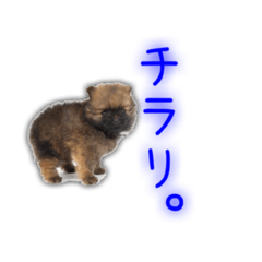 [LINEスタンプ] ポメさんとハムさん