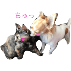 [LINEスタンプ] モテる猫ちゃん