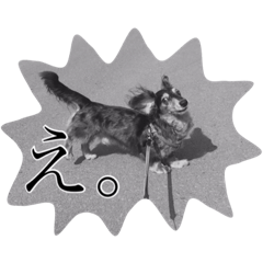 [LINEスタンプ] 愛犬ショコラ