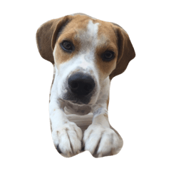 [LINEスタンプ] latte beagle