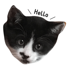 [LINEスタンプ] Lovely Cat \