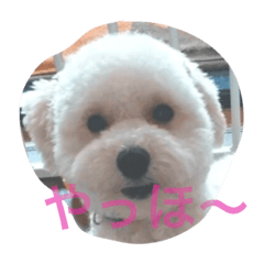 [LINEスタンプ] まめちゃん！