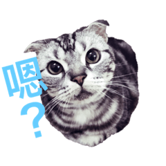 [LINEスタンプ] Cat~~~