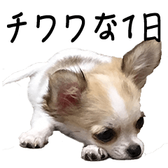 [LINEスタンプ] チワワな1日