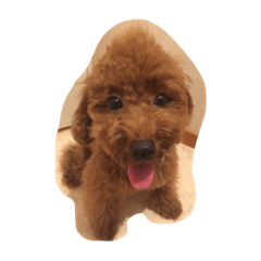 [LINEスタンプ] Animals m