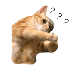 [LINEスタンプ] Cat ？？？ 