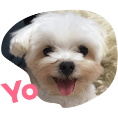[LINEスタンプ] A dog named Wan Wan 