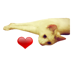 [LINEスタンプ] こりん・NEKO 