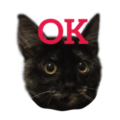 [LINEスタンプ] はじめまして、きなこです( ΦωΦ ) 