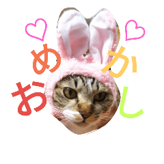 [LINEスタンプ] キジトラくん