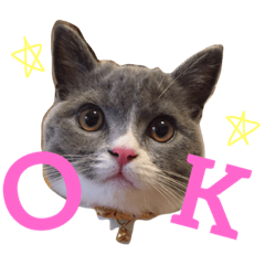 [LINEスタンプ] ブリティッシュショートヘアのごまちゃん。