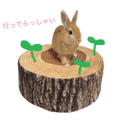 [LINEスタンプ] うー太のふわもこ日常
