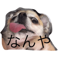 [LINEスタンプ] tiyoko