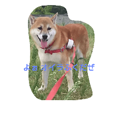 [LINEスタンプ] 楽しいふく散歩