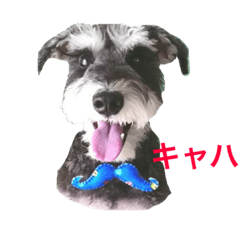 [LINEスタンプ] Hachi-kun Miniature Schnauzer