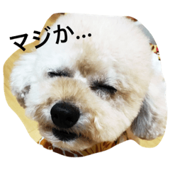 [LINEスタンプ] わんわんカフェ