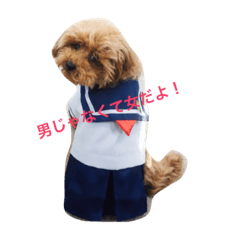 [LINEスタンプ] 可愛いトイプードルの媛❣️