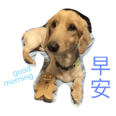 [LINEスタンプ] long haired dachshund