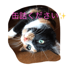 [LINEスタンプ] 三毛猫 アンちゃんの日常