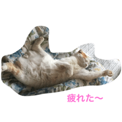 [LINEスタンプ] すこてぃっしゅふぉ〜るど