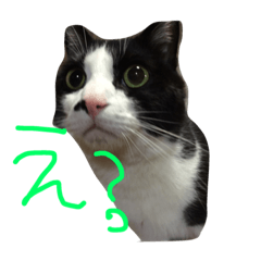 [LINEスタンプ] 猫のきき