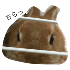 [LINEスタンプ] うさぎのポム