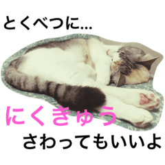 [LINEスタンプ] うちのねこ QLEOとみそら