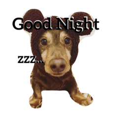 [LINEスタンプ] きゃんきゃん物語