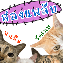 [LINEスタンプ] CATS Meaw Meaw
