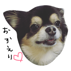 [LINEスタンプ] ブラックタンチワワのRIKUの日常のスタンプ