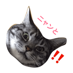 [LINEスタンプ] アメショのはるまとスコのもものスタンプ