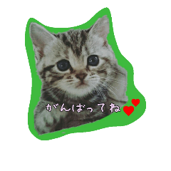 [LINEスタンプ] ポコマリ5
