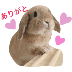 [LINEスタンプ] うさぎのまめたろう