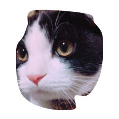 [LINEスタンプ] こばちゃんず