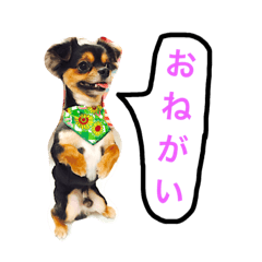 [LINEスタンプ] ヤル気のない犬