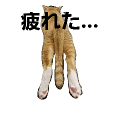 [LINEスタンプ] with my HACHI