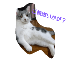 [LINEスタンプ] ショパン＆オスカー