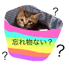 [LINEスタンプ] ラブラブ仲良し三猫ファミリー