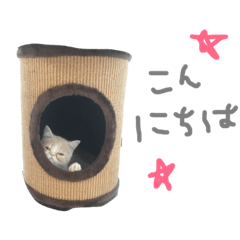 [LINEスタンプ] ぶちゃかわ猫たんの日常