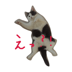 [LINEスタンプ] ブリティッシュショートヘアのねこ