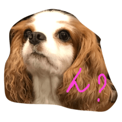 [LINEスタンプ] ウチのふくちゃん