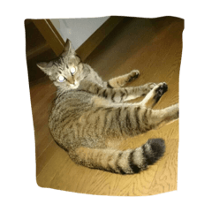 [LINEスタンプ] わさびとしろちゃん