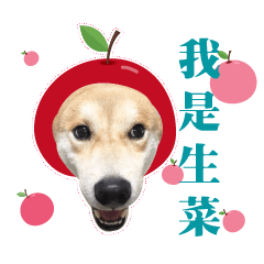 [LINEスタンプ] Shiba Inu - Lettuce.