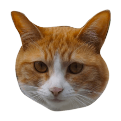 [LINEスタンプ] munyanko4