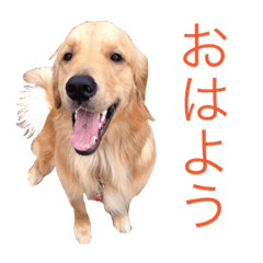 [LINEスタンプ] goldenretriever  my dog