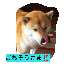 [LINEスタンプ] 柴犬くう2